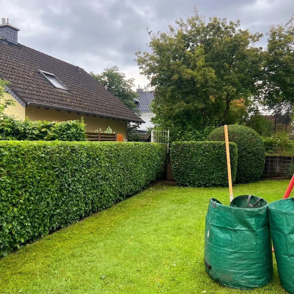Frisch geschnittene Hecke und gepflegter Rasen im Garten